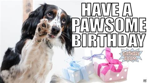 funny happy birthday memes dogs | Happy birthday dog meme, Happy birthday funny, Funny happy ...