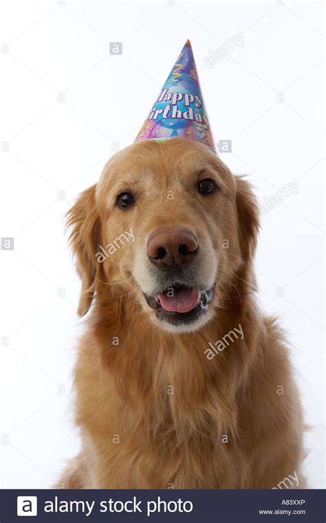 Golden retriever dog wearing birthday hat Stock Photo, Royalty ... Dogs Golden Retriever ...