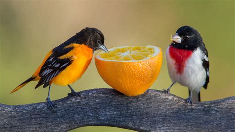 Red Breasted Grosbeak And Yellow Black Birds Are Eating Orange Standing ...