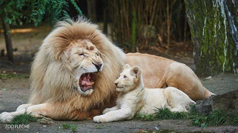 Sarthe : Jabu, l'emblématique lion blanc du zoo de La Flèche, est mort