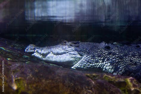 An alligator is a crocodilian in the genus Alligator of the family Alligatoridae. two living ...