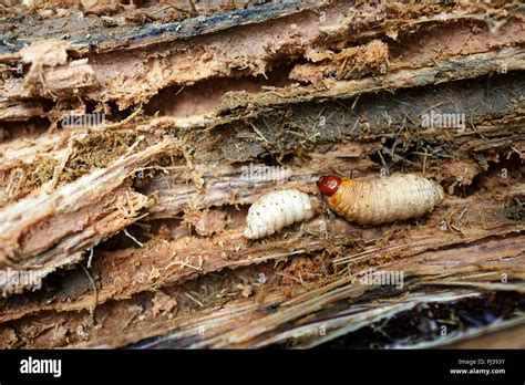 Palm weevil larvae hi-res stock photography and images - Alamy