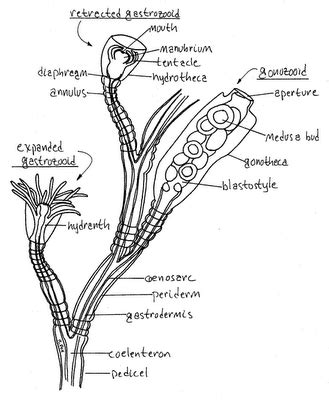 My biology: Coelenterata