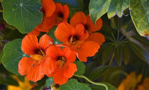 Nasturtium Flowers Free Stock Photo - Public Domain Pictures