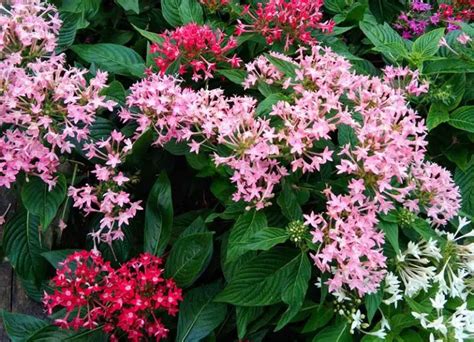 Tips for Growing Pentas (Growing Guide) - Garden Lovers Club