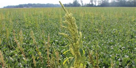 Get your waterhemp populations screened for herbicide resistance – Ohio ...