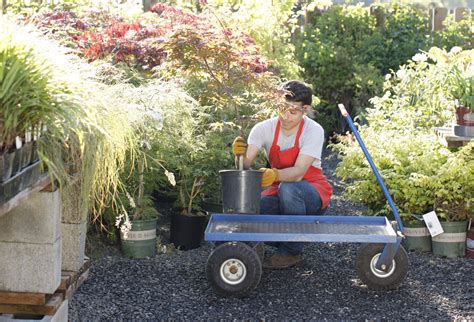 Japanese Maple – Bremerton City Nursery