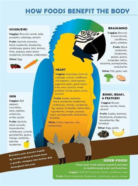 Natural Feeding System (In Print) | Parrot diet, Pet birds, Parrot toys