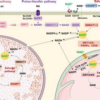 Mechanism of NAD + metabolism in ovarian aging. Modulating the... | Download Scientific Diagram