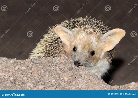 The Close Up of Long-eared Hedgehog in Desert Stock Image - Image of distinguished, nocturnal ...