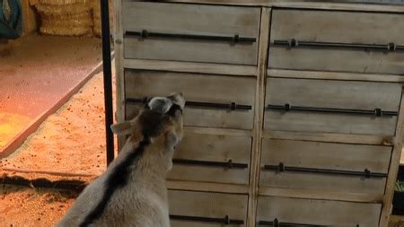 Mischievous Goat Unveils Hidden Talent for Opening Drawers