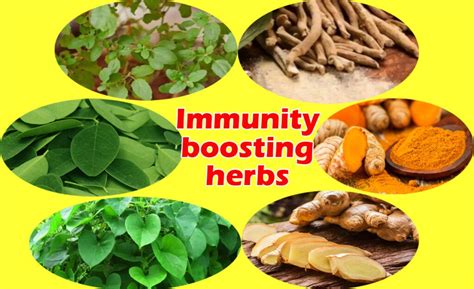 Herbs that Strengthen your Immune System