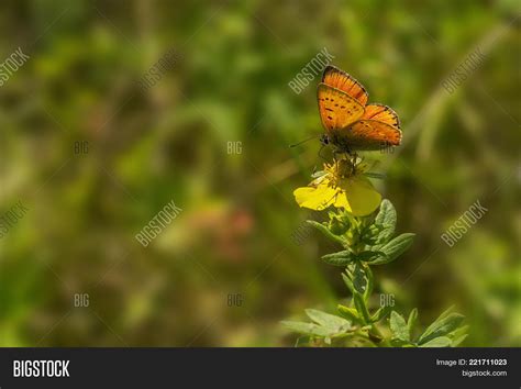 Red Butterfly On Image & Photo (Free Trial) | Bigstock