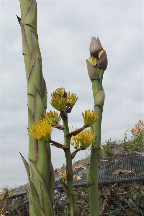 Agave In Bloom | The Living Coast Discovery Center