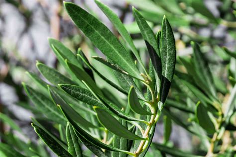 Fruitless Olive Tree: Plant Care & Growing Guide