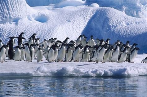 First human visit to huge Antarctica penguin colony | The Bulletin