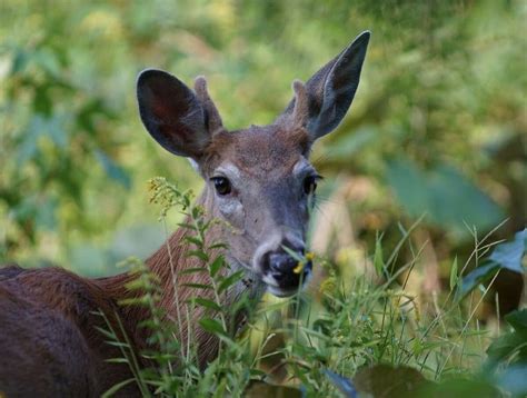 Interesting facts about deer antlers