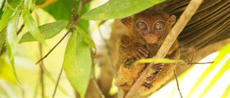 Why Avoid Loboc Tarsier Conservation Area in Bohol (PH)