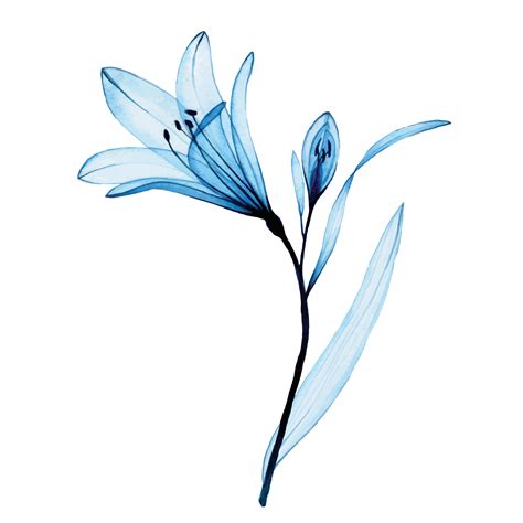 watercolor drawing. transparent blue flower alstroemeria, lily. airy ...