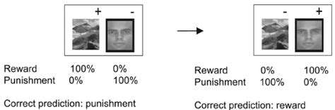 Schematic of the observational reversal learning task | Download ...