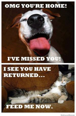 Quotes Funny Cats And Dogs. QuotesGram