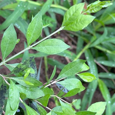 Lawsonia inermis - Kadathanadan Kalari Foundation