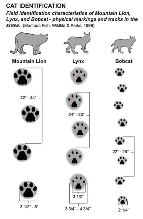 cat paw id - Coastside Buzz