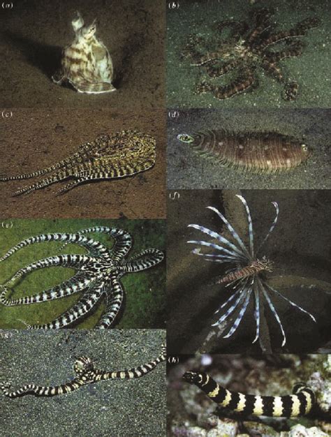 The Mimic Octopus – Nature’s Most Astonishing Shape-Shifter - Ned Hardy