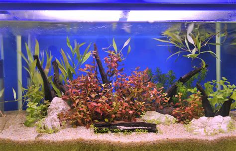 Aquarium Gravel: Types, Benefits, And Disadvantages - Aquariadise