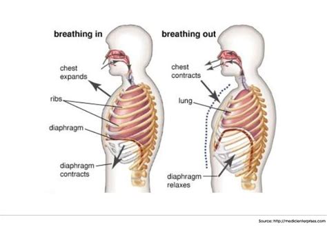 Diagram of A&P - Inspiration, expiration and pause | Quizlet