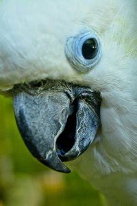 The Blue-Eyed Cockatoo Is A Rare But Wonderful Pet