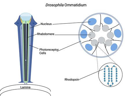 Rhabdomere and Ommatidia Structure | BioRender Science Templates