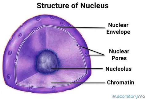 Guide: Nucleus - Definition, Structure, Parts (Diagram), Types & Functions