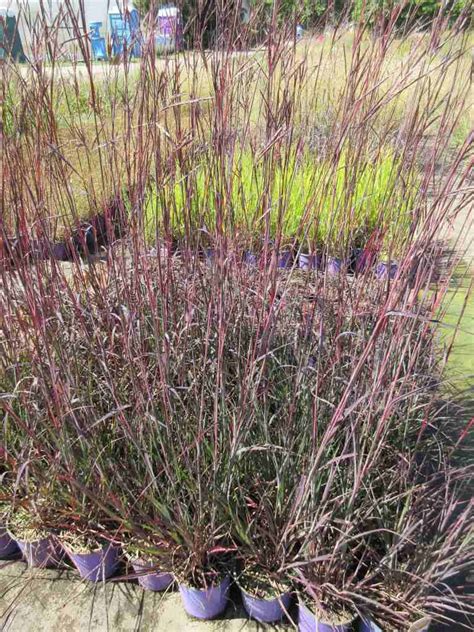 Big Bluestem 'Red October' - Andropogon gerardii 'Red October'