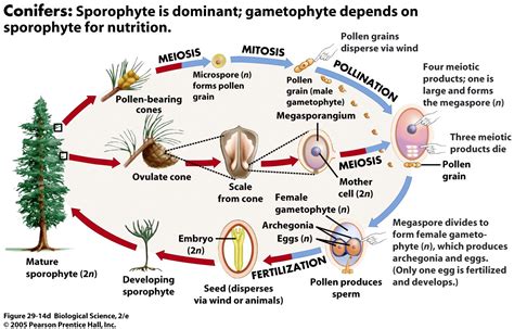 [DIAGRAM] Cheetah Life Cycle Diagram - MYDIAGRAM.ONLINE