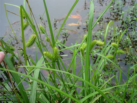 Emergent Aquatic Plants | Outdoor Alabama