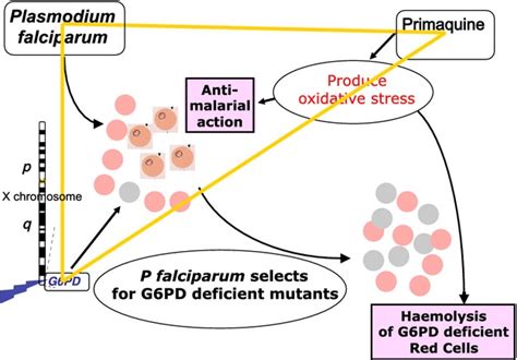 Primaquine Mechanism Of Action