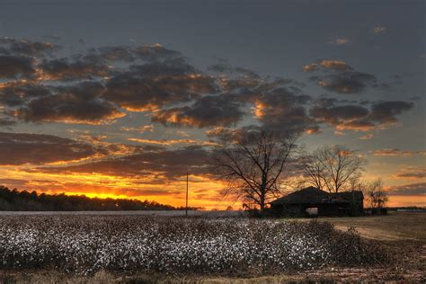 Cotton Field Sunset | Terrell County, Georgia | Steve Robinson | Flickr