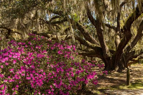 A Guide to South Carolina Native Plants | Kiawah Island