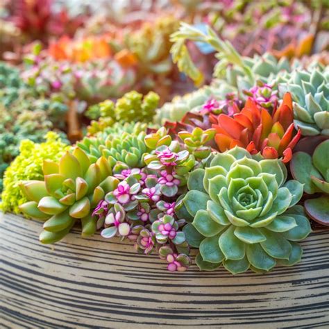 Best Easy Flowering Succulents - Most Beautiful Succulents