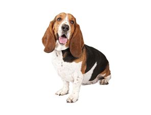 basset hound png - Clip Art Library