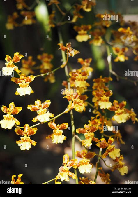 Australian native orchids hi-res stock photography and images - Alamy