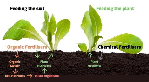 Chemical Pesticides and Environment Sustainability - BUSINESS KASHMIR