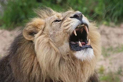 Premium Photo | Lion roar roaring lion close up of a lion roaring