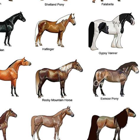 Top 20 Horse Breeds