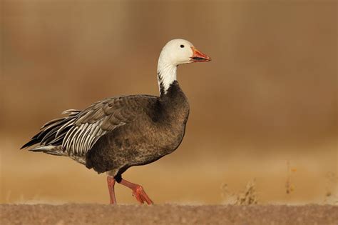 17 Best images about Blue goose on Pinterest | Blue colors, The head and The white