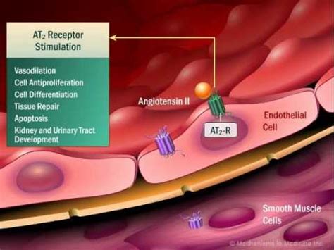 Renin Angiotensin Aldosterone System | เนื้อหาที่เกี่ยวข้องadh คือที่มีรายละเอียดมากที่สุดทั้งหมด