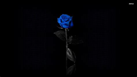 Blue Rose Wallpaper ·① WallpaperTag