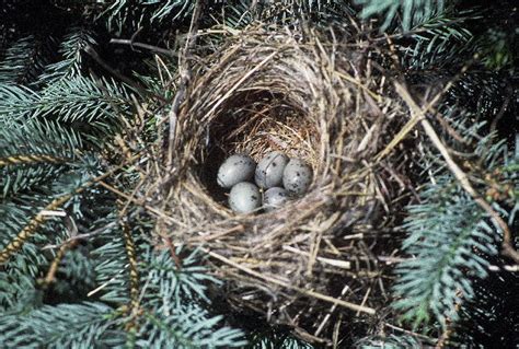 Cedar Waxwing nest and eggs | Flickr - Photo Sharing!