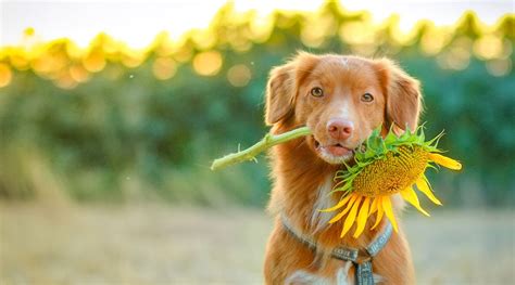 10 Dog Safe Flowers: Beautiful & Non-Toxic for Canines